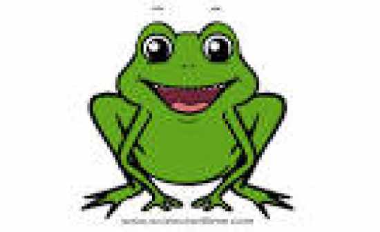 Frog - Flashcards
