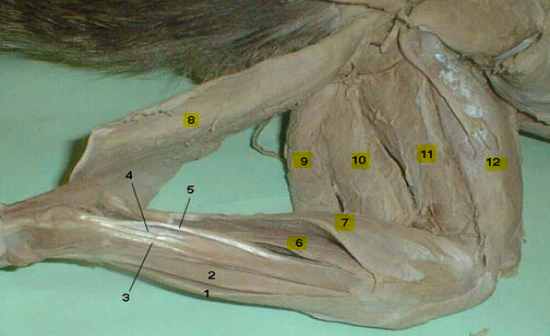 Cat Muscle Identification - Thoracic (Superficial) Flashcards by ProProfs