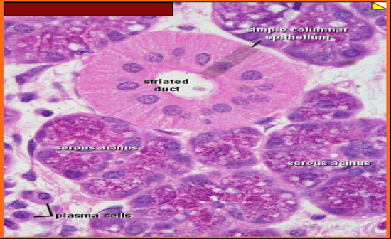 Digestive Histology Flashcards Flashcards by ProProfs