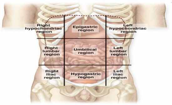 Anatomy Of The Upper Chest Area / Anatomy of thorax (2) : There are two