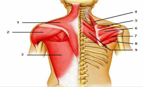 Can You Label Following Muscles of the Posterior Shoulder Flashcards