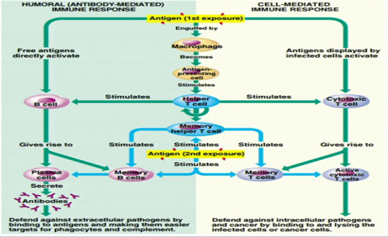 Flow Chart Of Cell Mediated Immunity
