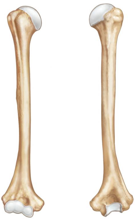 Answer These Anatomy of Bones of Upper Limbs Flashcards Flashcards by