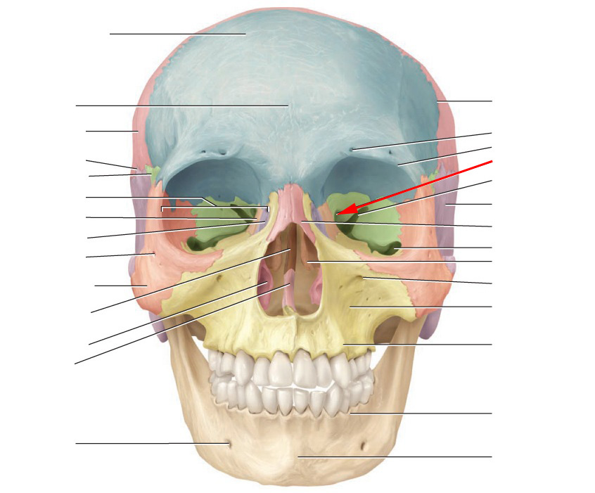 Cranial Bones and Markings Flashcards Flashcards by ProProfs