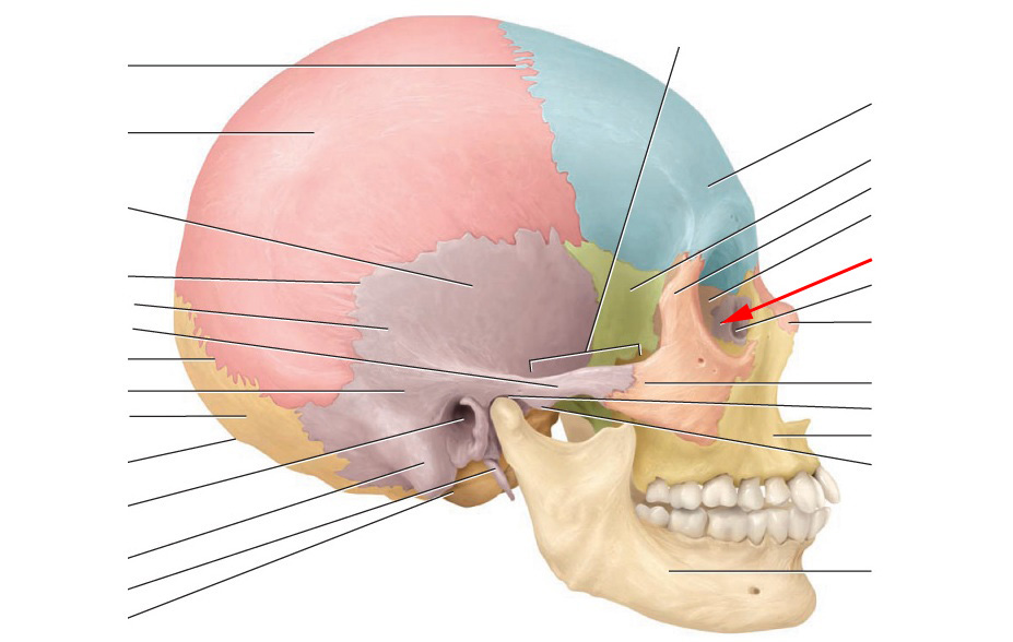 Identify These Bones of Facial Skeleton Flashcards Flashcards by ProProfs