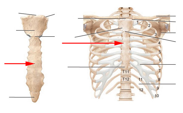 Thoracic Skeleton Flashcards by ProProfs
