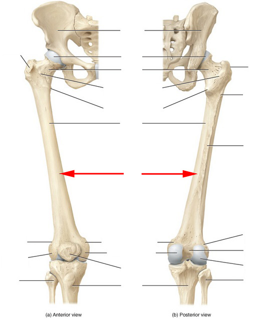 Skeletal Anatomy of the Femur Flashcards by ProProfs