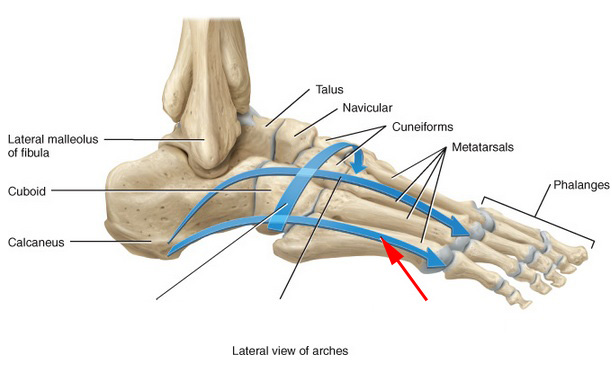 Skeletal Anatomy of the Ankle and Foot Flashcards by ProProfs