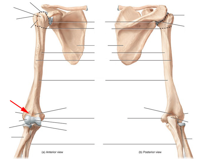 Skeletal Anatomy of Humerus Flashcards by ProProfs