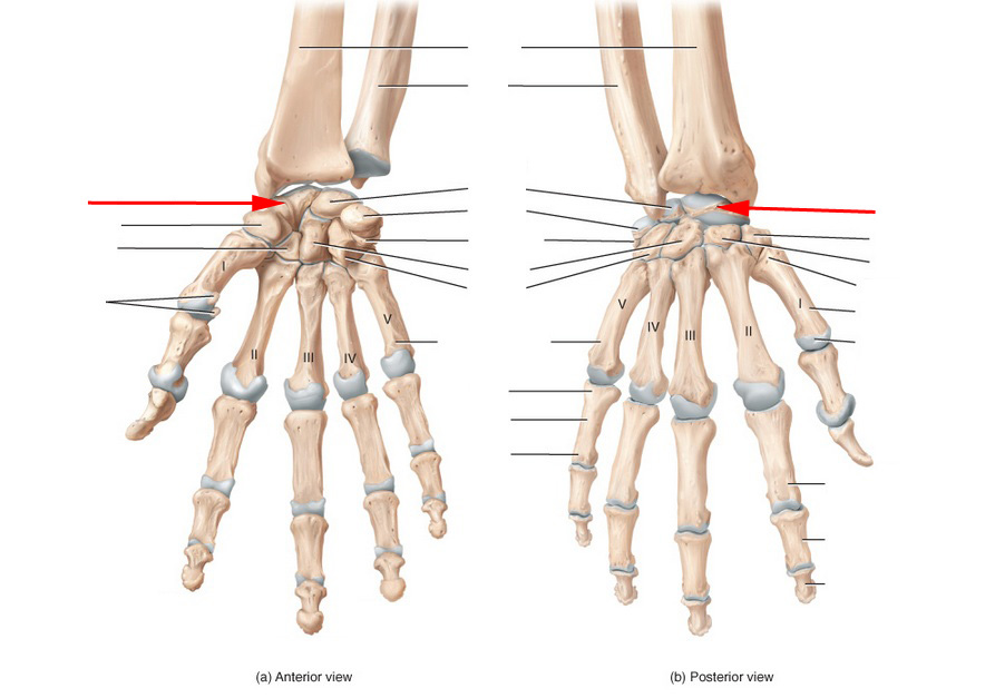 Ulna, Radius, Wrist and Hand Skeletal Anatomy Flashcards by ProProfs
