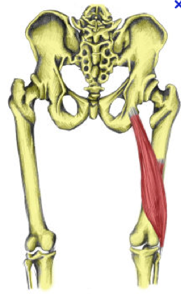 Learn the Human Muscles - Lower Body Pt 2 Flashcards by ProProfs