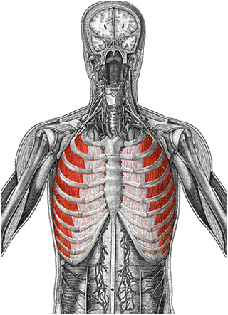 Abdomen and Chest Muscles Flashcards by ProProfs