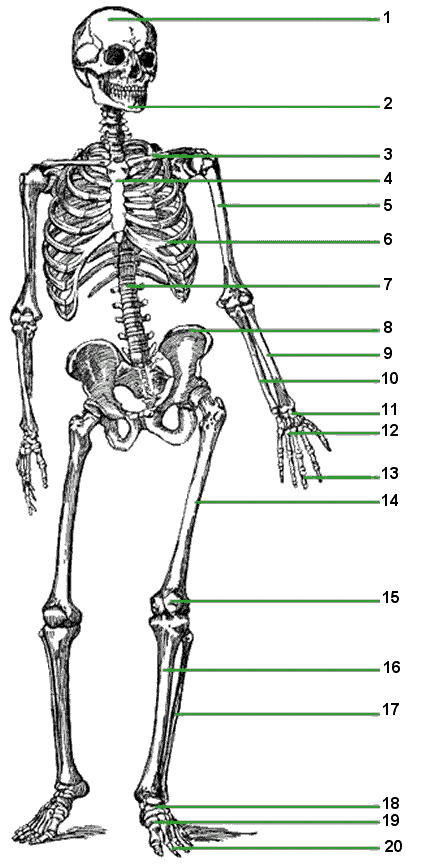 SKELETAL SYSTEM Flashcards by ProProfs