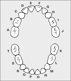 Pediatric Tooth Chart Numbers