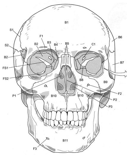 Define the Following Views and Points of Axial Skeleton in Skull