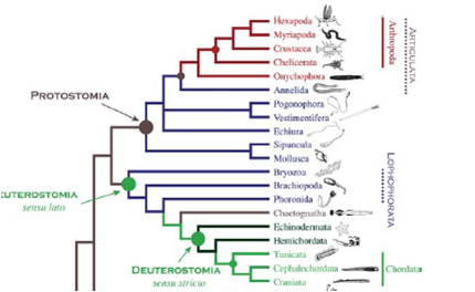 phylogeny protostomes deuterostomes metazoa monophyletic biol l2 proprofs flashcards criterion