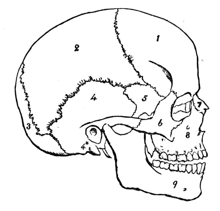 What Are the Different Types of Bones Present in the Skull Flashcards