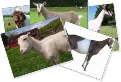 Goat Trivia Questions And Answers – MDNT