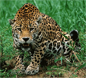 Jaguar Quizzes & Trivia