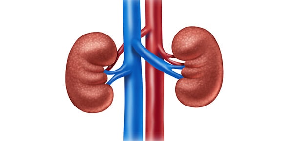 Kidney Quizzes & Trivia