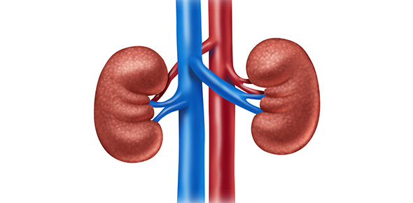 ATI - Med/Surg - Renal System