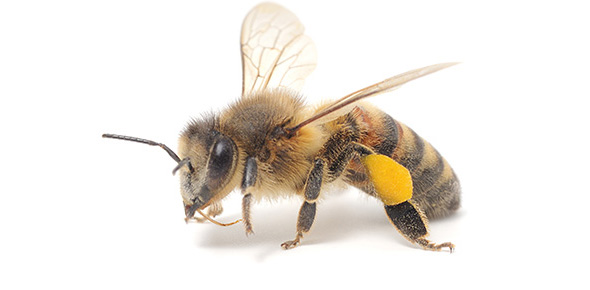 What Type Of Honeybee Are You?