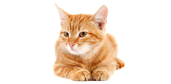 Kitten Quizzes & Trivia