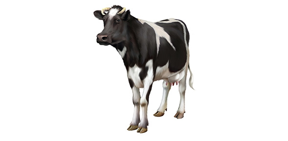 Cow Quizzes & Trivia