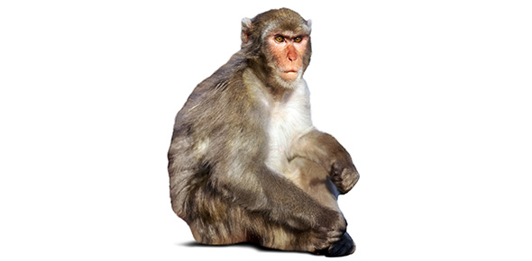 Monkey Quizzes & Trivia