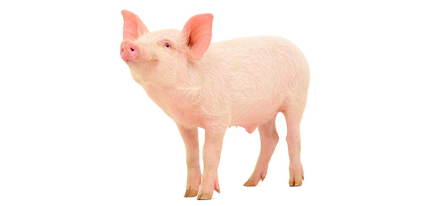 Pig Quizzes & Trivia