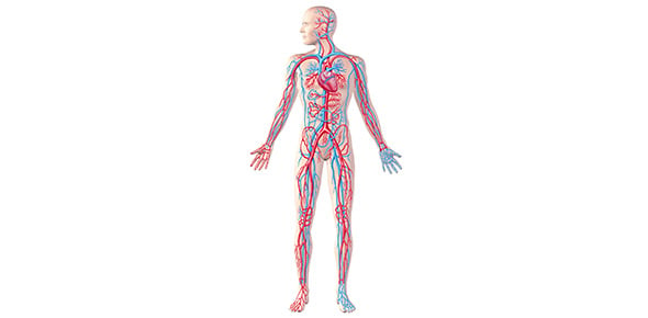 Human & Social Biology - ProProfs Quiz