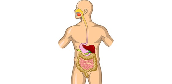 Ch 6 Osseous Tissue And Skeletal Structure Quiz