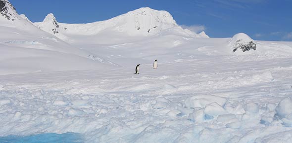 Antarctica Quizzes & Trivia