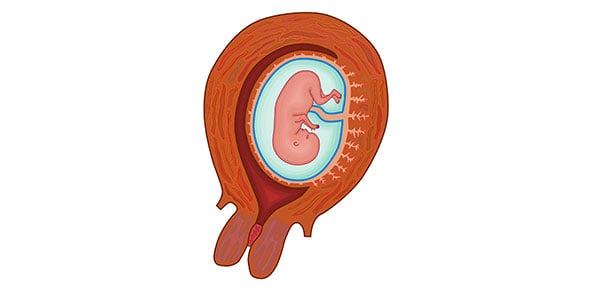 Embryology Quizzes & Trivia