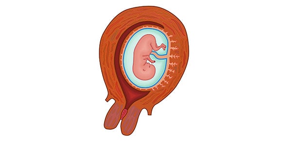 Learn About Human Embryology Quiz Questions