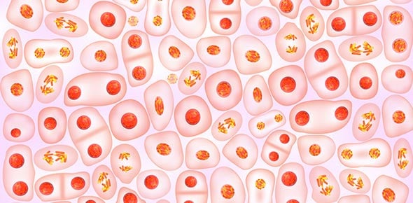 Histology Fxn And Location