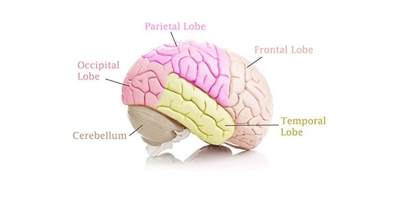 Neuroscience Quizzes & Trivia