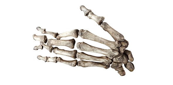 Bones Of The Upper Limb-quiz For The Homework Video