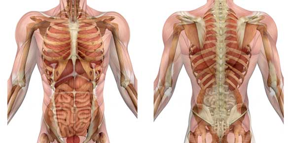 Anatomy And Physiology -- Respiratory Organs -- Part A