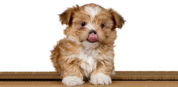 Puppy Quizzes & Trivia