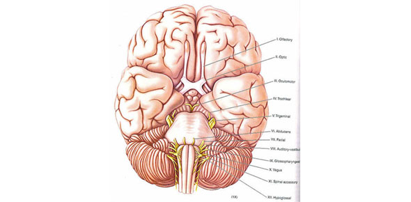 Cranial Nerves (Roman Numeral) Quiz Anatomy