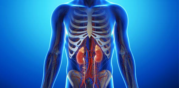 Classification Of Nerve Fibers