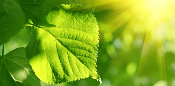 Photosynthesis Quizzes & Trivia