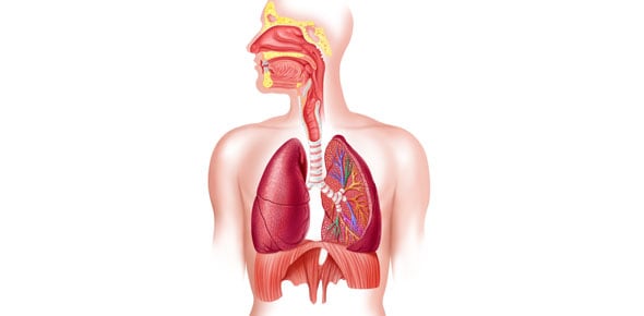 Level 2 - Cardiovascular, Respiratory & Lymphatic Systems