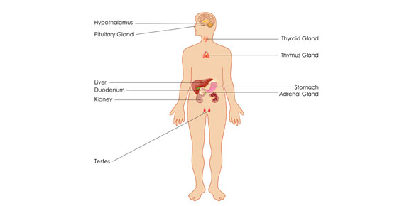 Endocrine System Quizzes & Trivia