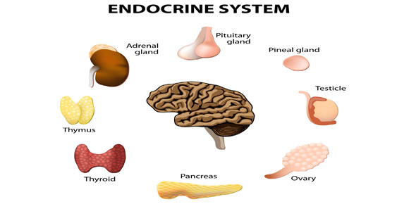 ITEC A&p (Endocrine) Q&a