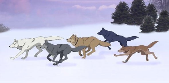 Witch Wolfs Rain Character Are You?