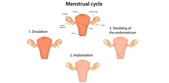 Menstrual Cycle Quizzes & Trivia