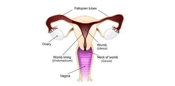 Reproductive System Terminology Quiz