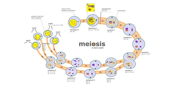 AP Ch 10 Meiosis Outline Quiz